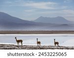 Wild vicunas in Bolivia, South America