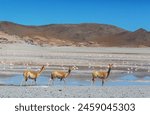 Wild vicunas in Bolivia, South America