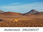 Wild vicunas in Bolivia, South America