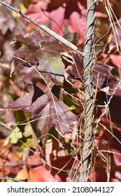 Wild Vines Wrapping Around A Young Tree