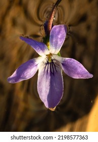 Wild Violet Flower, Macro Shot Of Viola Odorata Flower Isolated On Water.