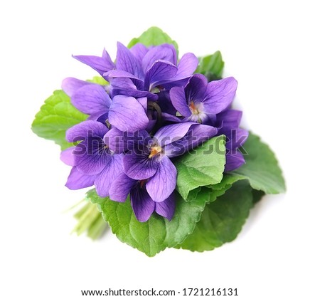 Wild violet flowers isolated on white backgrounds.