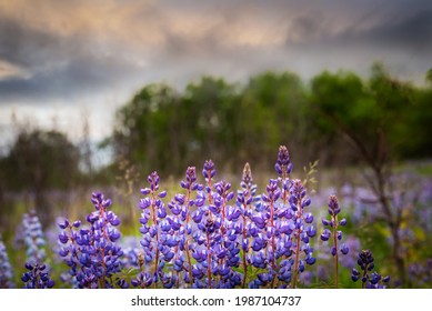 Wild Violet Lupine Flowers Blooming In Prairie Restoration. Landscape With Trees And Clouds In Background
