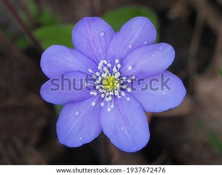 Wild violets blooming in forest, the first spring flower