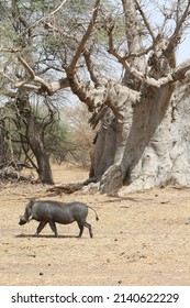 Wild warthog in Bandia reserve, Senegal, Africa. African mammal animal. Safari in Africa. Big warthog in Bandia reserve, Africa. Portrait of warthog in Bandia reserve. African savanna, landscape, view