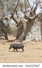 Wild warthog in Bandia reserve, Senegal, Africa. African mammal animal. Safari in Africa. Big warthog in Bandia reserve, Africa. Portrait of warthog in Bandia reserve. African savanna, landscape, view