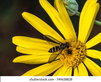 Wild Wasp In Flower 