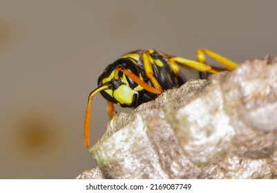 Wild Wasp Sits On Aspen Hive, Macro