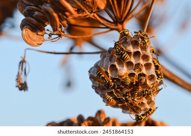 A wild wasp, with its vibrant yellow and black markings, hovers near its meticulously constructed nest. The intricate details of the wasp's body and the textured surface of the nest are captured 
