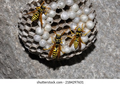 Wild Wasps On A Wasp Hive, Kharkiv, Ukraine