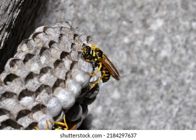 Wild Wasps On A Wasp Hive, Kharkiv, Ukraine