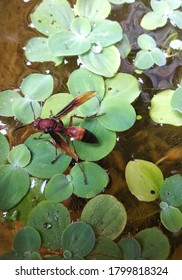 wild wasps are resting while drinking