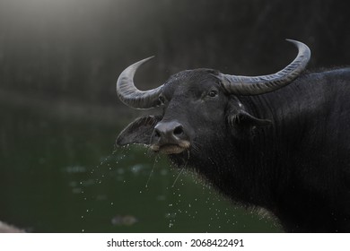 Buffalo Bath Images, Stock & | Shutterstock