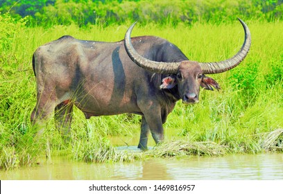 Wild Water Buffalo At Kaziranga National Park