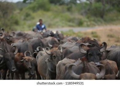 Wild Water Buffalo In Sri Lanka