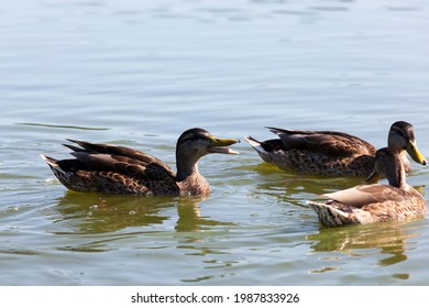 Wild Waterfowl Ducks Near Their Habitat, Natural Environment For Wild Bird Life, Real Live Ducks In The Wild