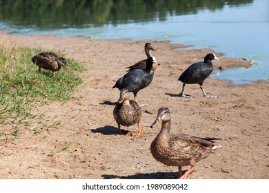 Wild Waterfowl Ducks Near Their Habitat, Natural Environment For Wild Bird Life, Real Live Ducks In The Wild