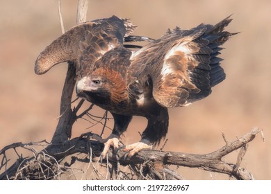 Wild wedge-tailed eagle (Aquila audax) perched on branch with wings spread, South Australia - Shutterstock ID 2197226967