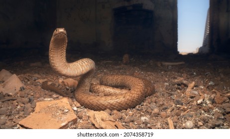 Wild Western Brown Snake (Pseudonaja Nuchalis) In Defensive Pose Inside Derelict, Ruined Building