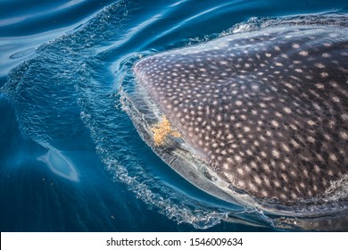 Wild Whale Shark In The Caribbean Ocean Of Mexico