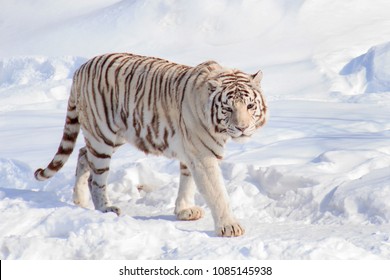 Chased by a tiger Stock Photos, Images & Photography | Shutterstock