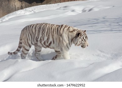 Chased by a tiger Stock Photos, Images & Photography | Shutterstock