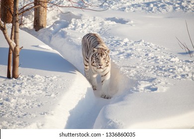 2,534 White Bengal Tiger Snow Images, Stock Photos & Vectors | Shutterstock