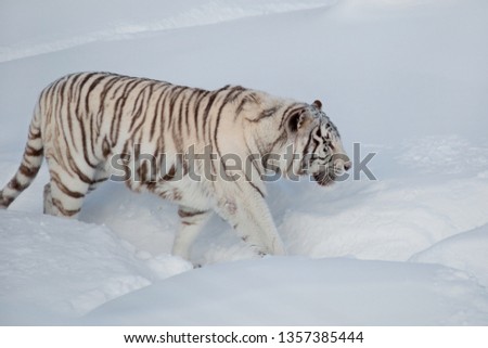 Similar – Female Amur (Siberian) tiger walking in fresh white snow