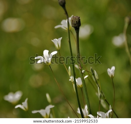 Similar – Foto Bild Sommergrüße SE Umwelt