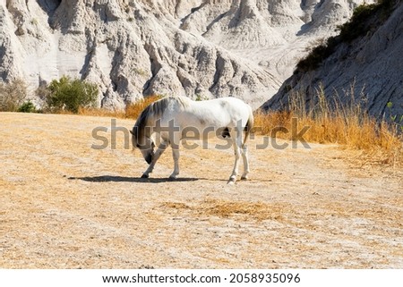 A wild, white horse in Crete island
