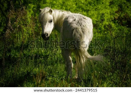 A wild white horse, mane flowing, stands in a lush green meadow, a vision of untamed beauty.