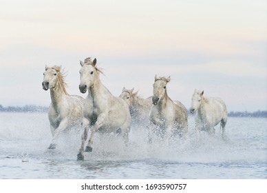  Wild white horses running in the water