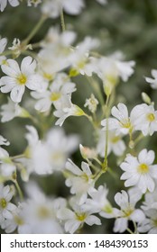 Wild White Meadowfoam Flower, Meadow Foam Wildflower In Spring, Springtime Blooms, White Petals, Meadowfoam Seed Oil