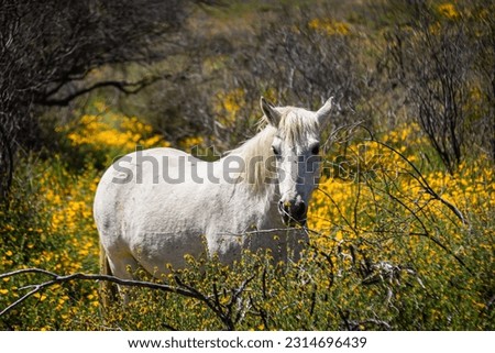 A wild white mustang horse in a field on a spring day in Arizona.