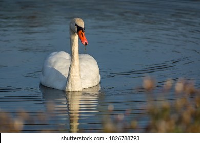 A wild white mute swan with green plant in its orange beak swimming in blue water of a lake on a sunny day.