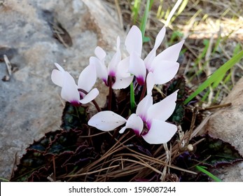 Wild White And Purple Cyclamen Persicum Flowers. Resilience Concept. Flowers Growing In Between Rocks