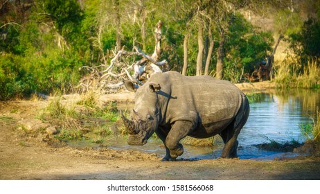 Wild White Rhino At A Pond In Kruger National Park In Mpumalanga In South Africa