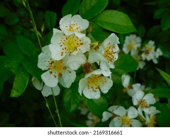 Wild White Rose In Closeup 