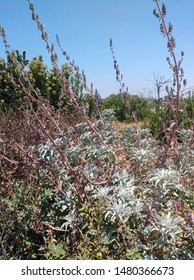 Wild White Sage Growing Tall And Proud