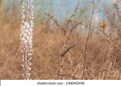 Wild White Squill In Nature