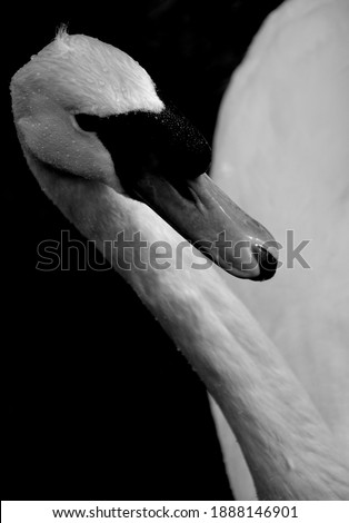 Similar – Image, Stock Photo bird Eating Beautiful