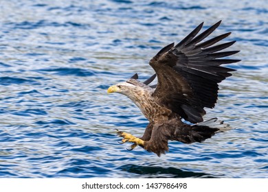 Wild White Tailed Sea Eagle, Isle Of Mull, Scotland. June 2019