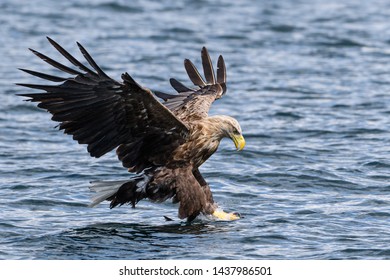 Wild White Tailed Sea Eagle, Isle Of Mull, Scotland. June 2019