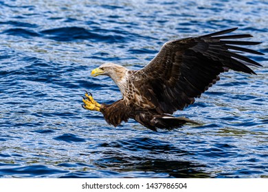 Wild White Tailed Sea Eagle, Isle Of Mull, Scotland. June 2019