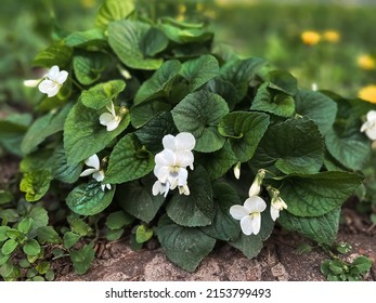 Wild White Viola Bush Close Up