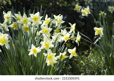 Wild White and Yellow Daffodils