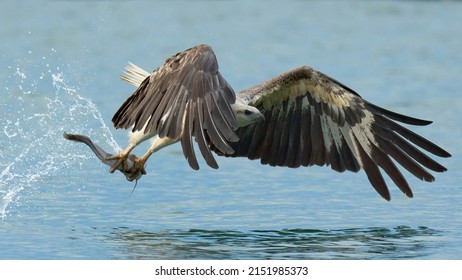 Wild White-Bellied Sea Eagle (Raptor) with its prey hunting off the coast