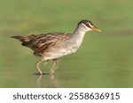 A wild white-browed crake (Poliolimnas cinereus) wading rapidly across a shallow lagoon in far north Queensland