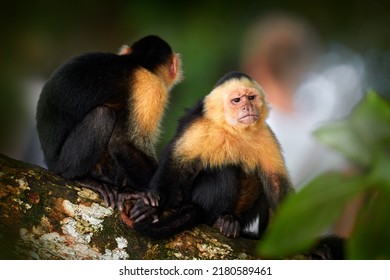 Wild White-headed Capuchin, Cebus capucinus, black monkeys sitting on the tree branch in the dark tropical forest, animals in the nature habitat, wildlife of Costa Rica. Monkey cleaning fur coat.