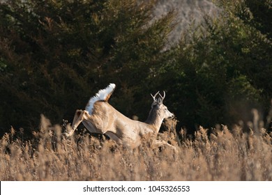 A Wild Whitetail Deer In Late Autumn In Minnesota